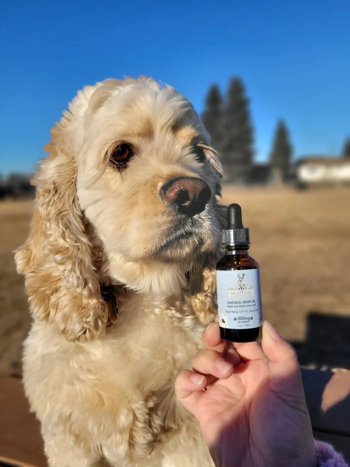 CBD Oil for Dogs